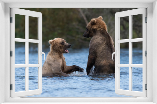 Fototapeta Naklejka Na Ścianę Okno 3D - Two Alaskan brown bears playing