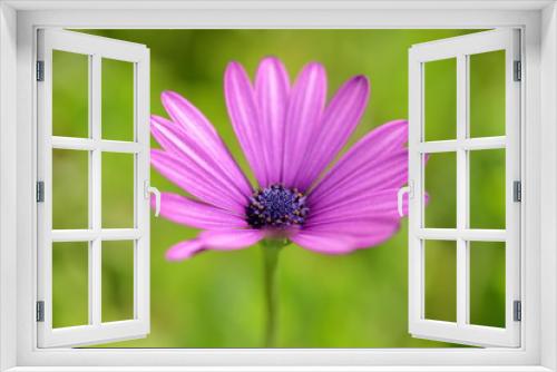 Fototapeta Naklejka Na Ścianę Okno 3D - Osteospermum