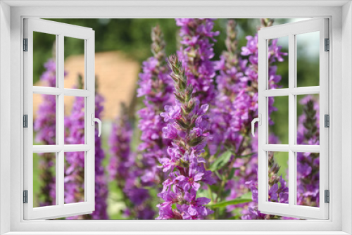 Fototapeta Naklejka Na Ścianę Okno 3D - bright purple wild flowers
