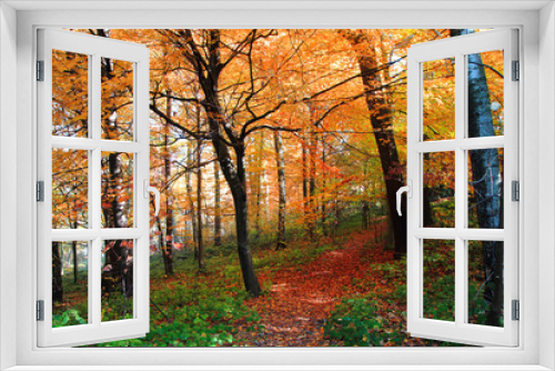 Fototapeta Naklejka Na Ścianę Okno 3D - nice autumn park