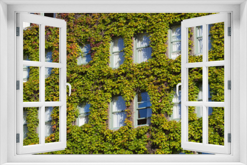Fototapeta Naklejka Na Ścianę Okno 3D - Windows Covered With Vines