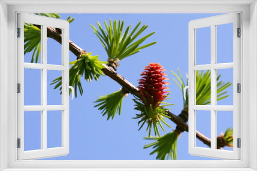 Fototapeta Naklejka Na Ścianę Okno 3D - Blossoming branch of a larch