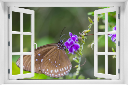 Fototapeta Naklejka Na Ścianę Okno 3D - cute butterfly on purple flowers