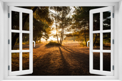 Fototapeta Naklejka Na Ścianę Okno 3D - Forest celebrating the sunrise.