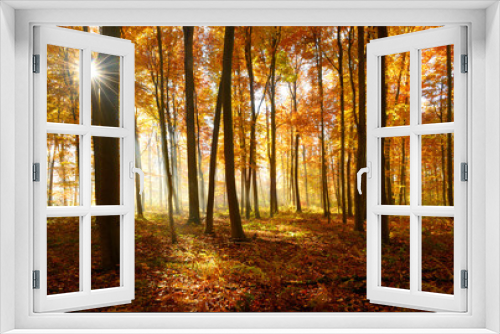 Fototapeta Naklejka Na Ścianę Okno 3D - Autumn, Forest of Deciduous Trees Illuminated by Sunbeams through Fog, Leafs Changing Colour
