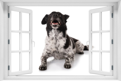 Fototapeta Naklejka Na Ścianę Okno 3D - Close-up Of A Dog