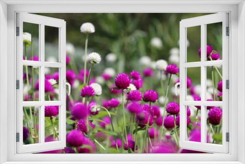 Fototapeta Naklejka Na Ścianę Okno 3D - ハーブの花 / ハーブの花