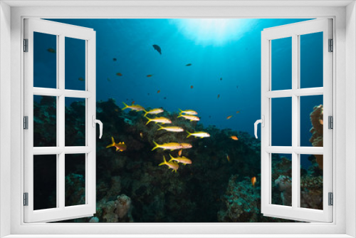 Fototapeta Naklejka Na Ścianę Okno 3D - ocean, fish and sun