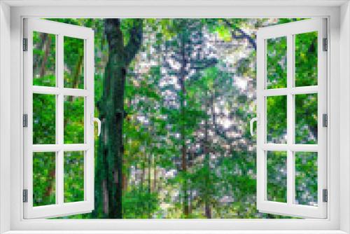 Fototapeta Naklejka Na Ścianę Okno 3D - Forest trees