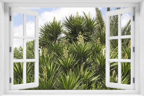 Fototapeta Naklejka Na Ścianę Okno 3D - Tropical palm
