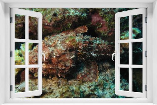 Fototapeta Naklejka Na Ścianę Okno 3D - Scorpionsfish in Caribbean sea, Bonaire.