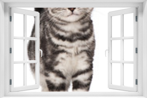 Fototapeta Naklejka Na Ścianę Okno 3D - Britisch Kurzhaar Kätzchen