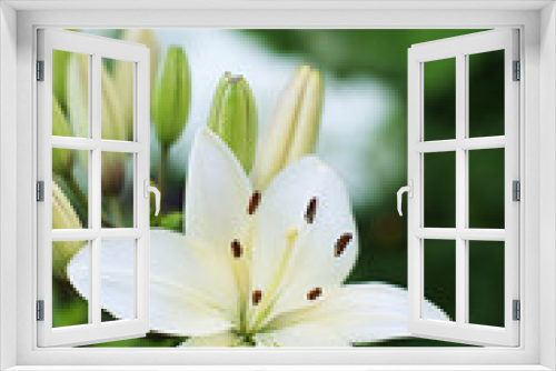 Fototapeta Naklejka Na Ścianę Okno 3D - blooming lilium