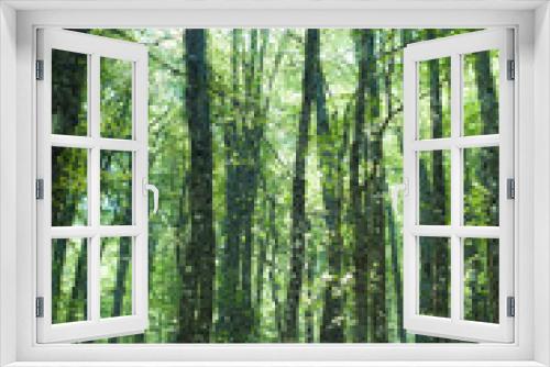 Fototapeta Naklejka Na Ścianę Okno 3D - Fascinating green color beech tree forest