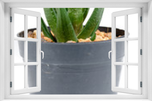 Fototapeta Naklejka Na Ścianę Okno 3D - mini cactus isolate photo on white background