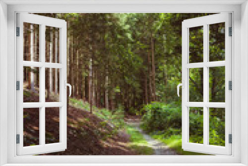 Fototapeta Naklejka Na Ścianę Okno 3D - Way through a coniferous forest