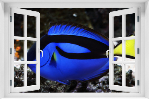 Fototapeta Naklejka Na Ścianę Okno 3D - Profile of Blue Regal Tang