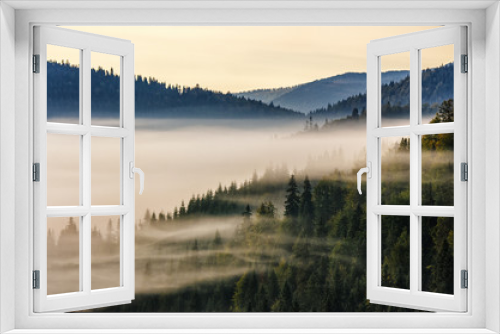 Fototapeta Naklejka Na Ścianę Okno 3D - spruce forest on mountain hill side in fog on sunrise