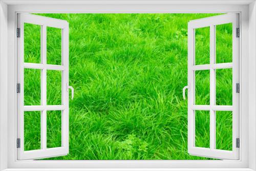 Fototapeta Naklejka Na Ścianę Okno 3D - Green grass.
