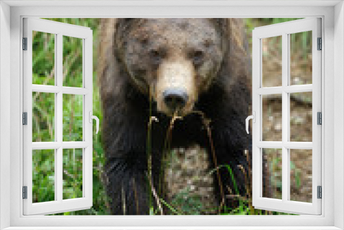 Fototapeta Naklejka Na Ścianę Okno 3D - Brown bear (Ursus arctos) in nature
