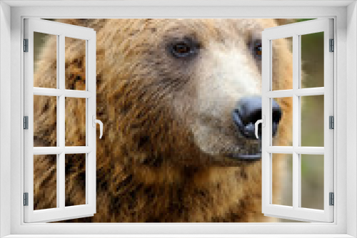 Fototapeta Naklejka Na Ścianę Okno 3D - Brown bear portrait in forest