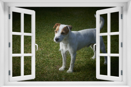 Fototapeta Naklejka Na Ścianę Okno 3D - Jack Russell Parson Terrier dog standing on green grass 