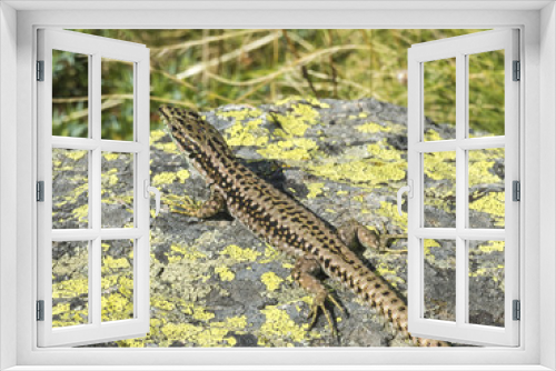 Fototapeta Naklejka Na Ścianę Okno 3D - lizard