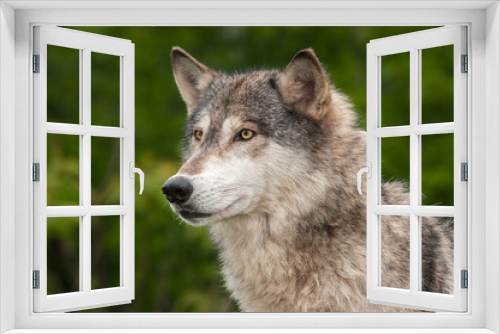 Fototapeta Naklejka Na Ścianę Okno 3D - Grey Wolf (Canis lupus) Looks Out