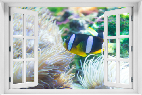 Fototapeta Naklejka Na Ścianę Okno 3D - aquarium