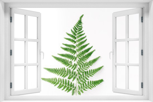 Fototapeta Naklejka Na Ścianę Okno 3D - fern branch isolated on white background. flat lay, top view