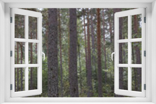 Fototapeta Naklejka Na Ścianę Okno 3D - Green forest. White moss. Shrub.