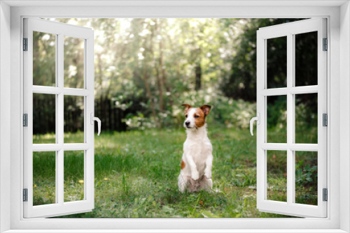 Fototapeta Naklejka Na Ścianę Okno 3D - Dog Jack Russell Terrier walking