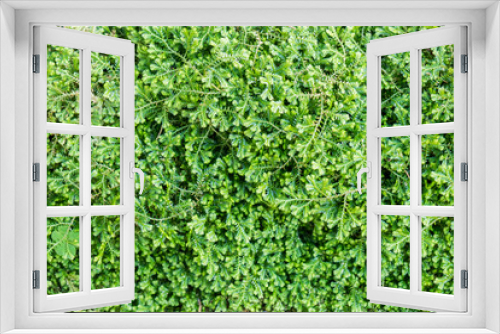 Fototapeta Naklejka Na Ścianę Okno 3D - Green leaves small background