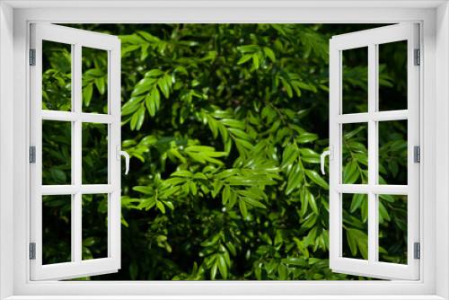 Fototapeta Naklejka Na Ścianę Okno 3D - European boxwood (Buxus sempervirens)