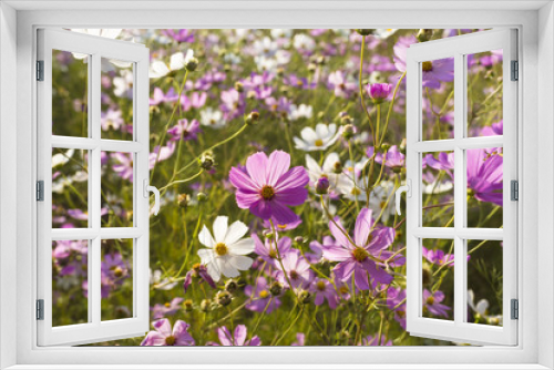Fototapeta Naklejka Na Ścianę Okno 3D - White and pink cosmos flowers