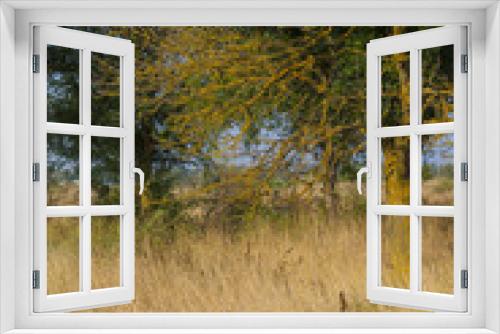 Fototapeta Naklejka Na Ścianę Okno 3D - dried yellow grass and green trees