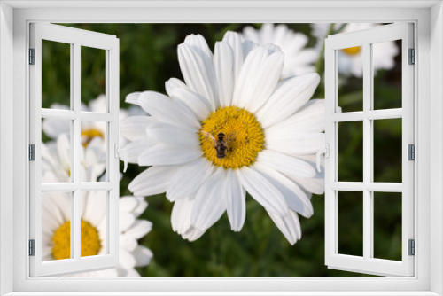 Fototapeta Naklejka Na Ścianę Okno 3D - top view on flower - white daisy with bee, on a green background