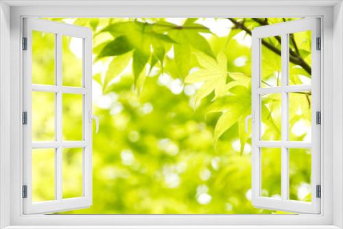 Fototapeta Naklejka Na Ścianę Okno 3D - オオモミジの新緑