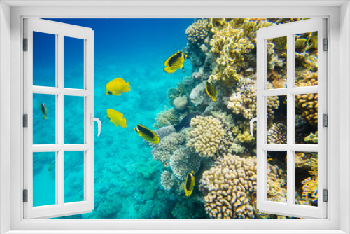 Fototapeta Naklejka Na Ścianę Okno 3D - coral reef of the red sea 