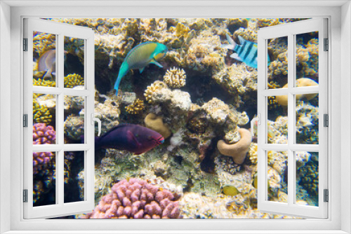 Fototapeta Naklejka Na Ścianę Okno 3D - coral reef  in red sea 