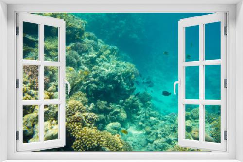 Fototapeta Naklejka Na Ścianę Okno 3D - coral reef  in red sea 