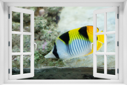 Fototapeta Naklejka Na Ścianę Okno 3D - Аквариумная рыбка.