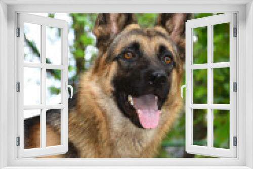 Fototapeta Naklejka Na Ścianę Okno 3D - Красивая собака 