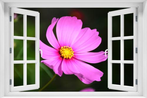 Fototapeta Naklejka Na Ścianę Okno 3D - Beautiful pink cosmos flower.