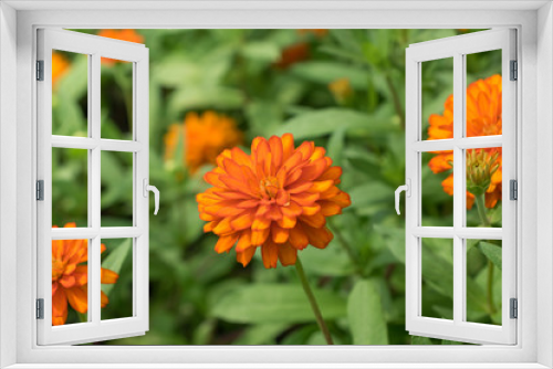 Fototapeta Naklejka Na Ścianę Okno 3D - orange Flower in nature backgrounds