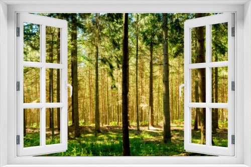 Fototapeta Naklejka Na Ścianę Okno 3D - Wald Panorama bei Sonnenschein