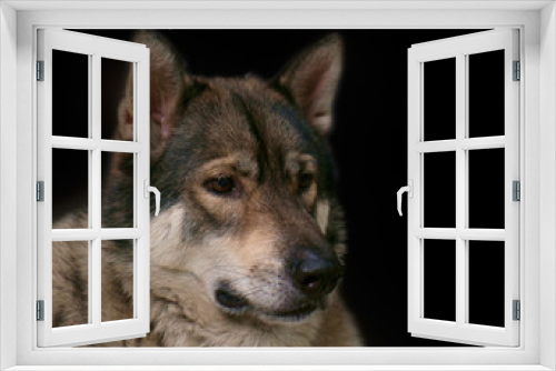 Fototapeta Naklejka Na Ścianę Okno 3D - Wolf / Portrait of wolf on black background.