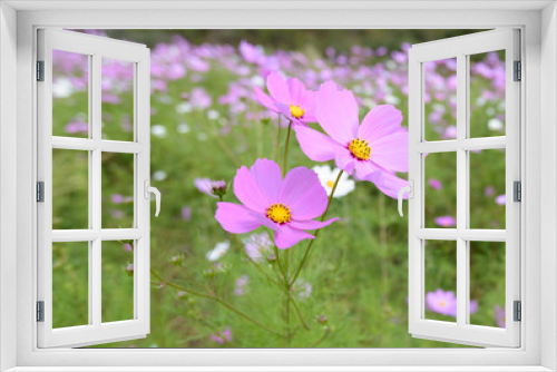 Fototapeta Naklejka Na Ścianę Okno 3D - pink daisies meadow