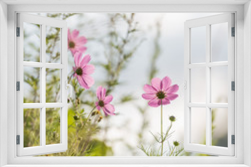 Fototapeta Naklejka Na Ścianę Okno 3D - pink daisies meadow