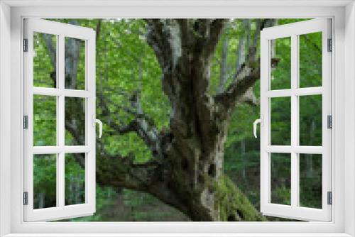 Fototapeta Naklejka Na Ścianę Okno 3D - Old venerable tree  in the forest

